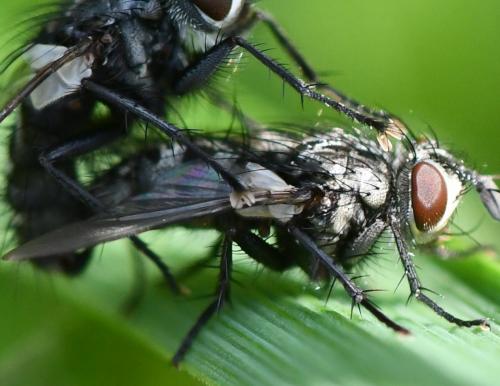 Phryxe sp.